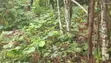 100 Acres Cocoa Farmland for Sale - Ibokun, Osun State - 1