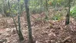 100 Acres Cocoa Farmland for Sale - Ibokun, Osun State - 2