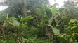 100 Acres Cocoa Farmland for Sale - Ibokun, Osun State - 3