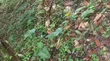 100 Acres Cocoa Farmland for Sale - Ibokun, Osun State - 4