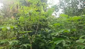 100 Acres Cocoa Farmland for Sale - Ibokun, Osun State
