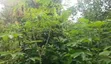 100 Acres Cocoa Farmland for Sale - Ibokun, Osun State - 5
