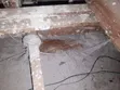 Sabis na Fumigation na Anti-Termite da Woodborer - 5
