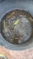 Pure Rabbit Urine Manure Fertilizer - 2