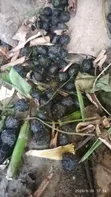 Pure Rabbit Urine Manure Fertilizer - 3