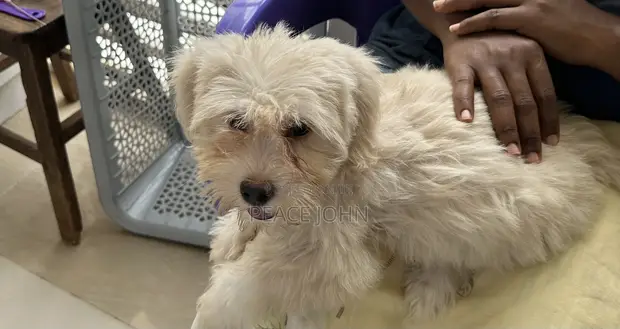 Purebred Lhasa Apso Puppy - 1-3 Months Old - 1