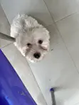 Purebred Lhasa Apso Puppy - 1-3 Months Old - 2