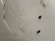 Sabis na Fumigation na Hatsi - 4