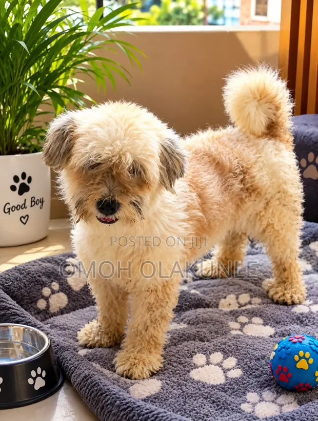 Female Lhasa Apso, 1+ Year Old - 1