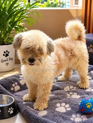 Female Lhasa Apso, 1+ Year Old