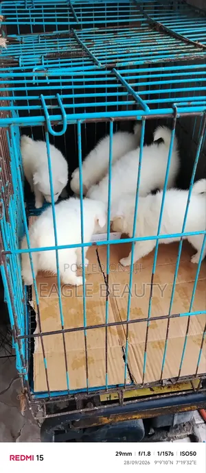 Female American Eskimo Puppy (0-1 Month)