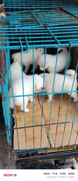 Female American Eskimo Puppy (0-1 Month) - 2