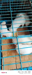Female American Eskimo Puppy (0-1 Month) - 3
