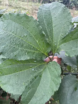 Tsaba ta Ugwu / Tsaba ta Kabewa