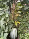 Tsaba ta Ugwu / Tsaba ta Kabewa - 2