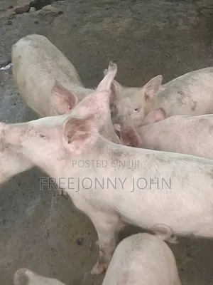 Weaner Pigs Available
