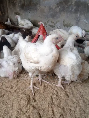 Kaji Masu Kyau na Broiler Don Siyarwa