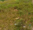 7,000sqm Waterfront Joint Venture in Banana Island - 1