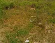 7,000sqm Waterfront Joint Venture in Banana Island - 2
