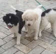 Yarinyar Kare Mai Gauraye na American Eskimo (Wata 1-3) - 1