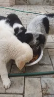 Yarinyar Kare Mai Gauraye na American Eskimo (Wata 1-3) - 2
