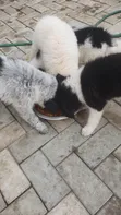 Yarinyar Kare Mai Gauraye na American Eskimo (Wata 1-3) - 3