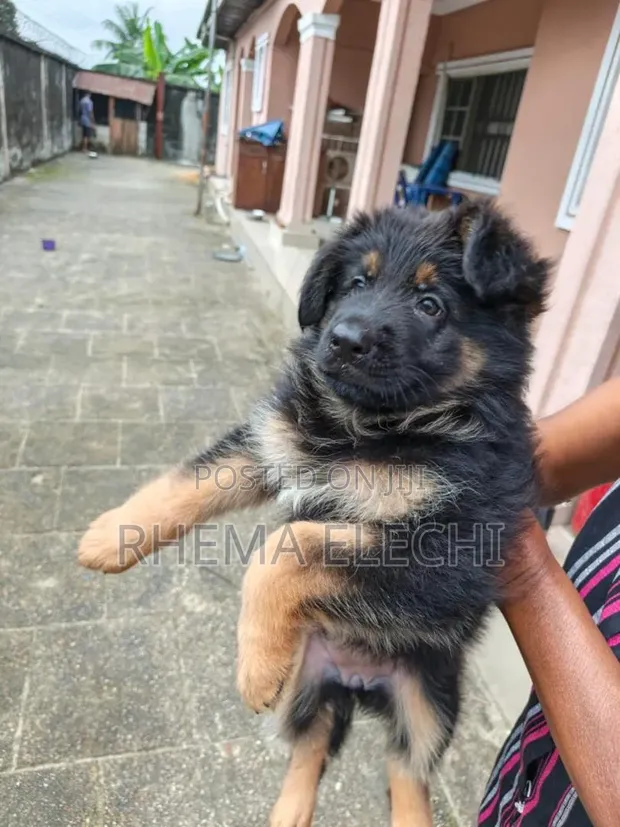 1-3 Months Female Purebred German Shepherd Puppy - 1