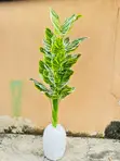 Zebra Tree and Mini Egg Pot Combo - 1