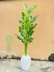 Zebra Tree and Mini Egg Pot Combo - 2