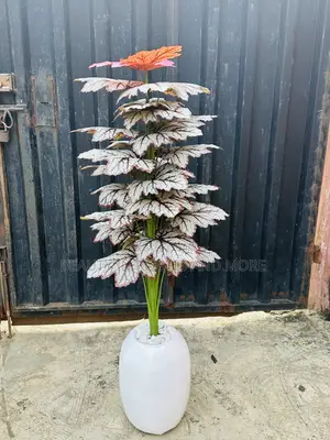 Okro Plant da Mini Egg Combo