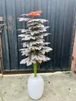 Okro Plant da Mini Egg Combo - 3