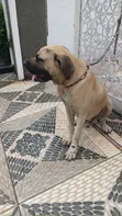Namijin Boerboel Mai Tsarki, Shekara 1+ - 1