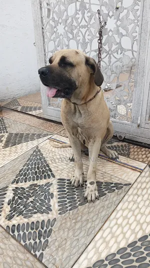 Namijin Boerboel Mai Tsarki, Shekara 1+