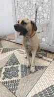 Namijin Boerboel Mai Tsarki, Shekara 1+ - 2