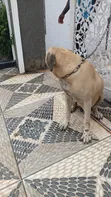 Namijin Boerboel Mai Tsarki, Shekara 1+ - 3