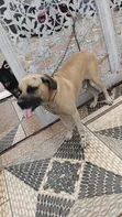 Namijin Boerboel Mai Tsarki, Shekara 1+ - 4