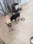 Namijin Boerboel Mai Tsarki, Shekara 1+ - 5