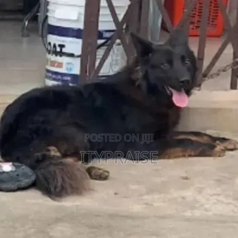 Male Mixed Breed German Shepherd, 1+ Year Old - 1