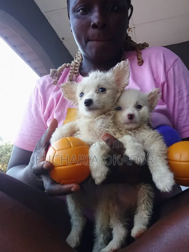 Purebred American Eskimo Puppy - Female, 1-3 Months - 1