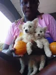 Zuriya Mai Tsarki Ta American Eskimo Yarinya - Mace, 1-3 Watan - 1