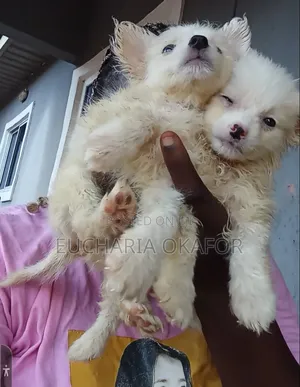 Zuriya Mai Tsarki Ta American Eskimo Yarinya - Mace, 1-3 Watan