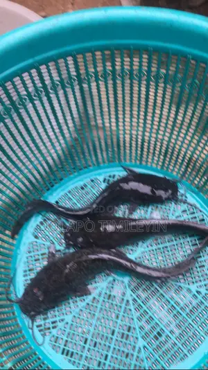 Live Catfish Juveniles & Jumbo Size