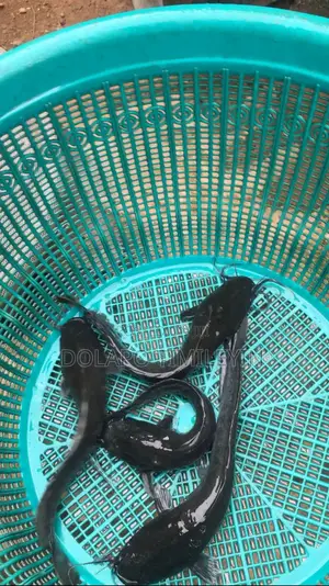 Kifin Catfish Mai Rinjaye da Girman Jumbo