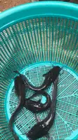 Live Catfish Juveniles & Jumbo Size - 2