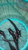 Live Catfish Juveniles & Jumbo Size - 3