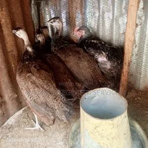 Kajin Peacock masu Lafiya - Kaduna