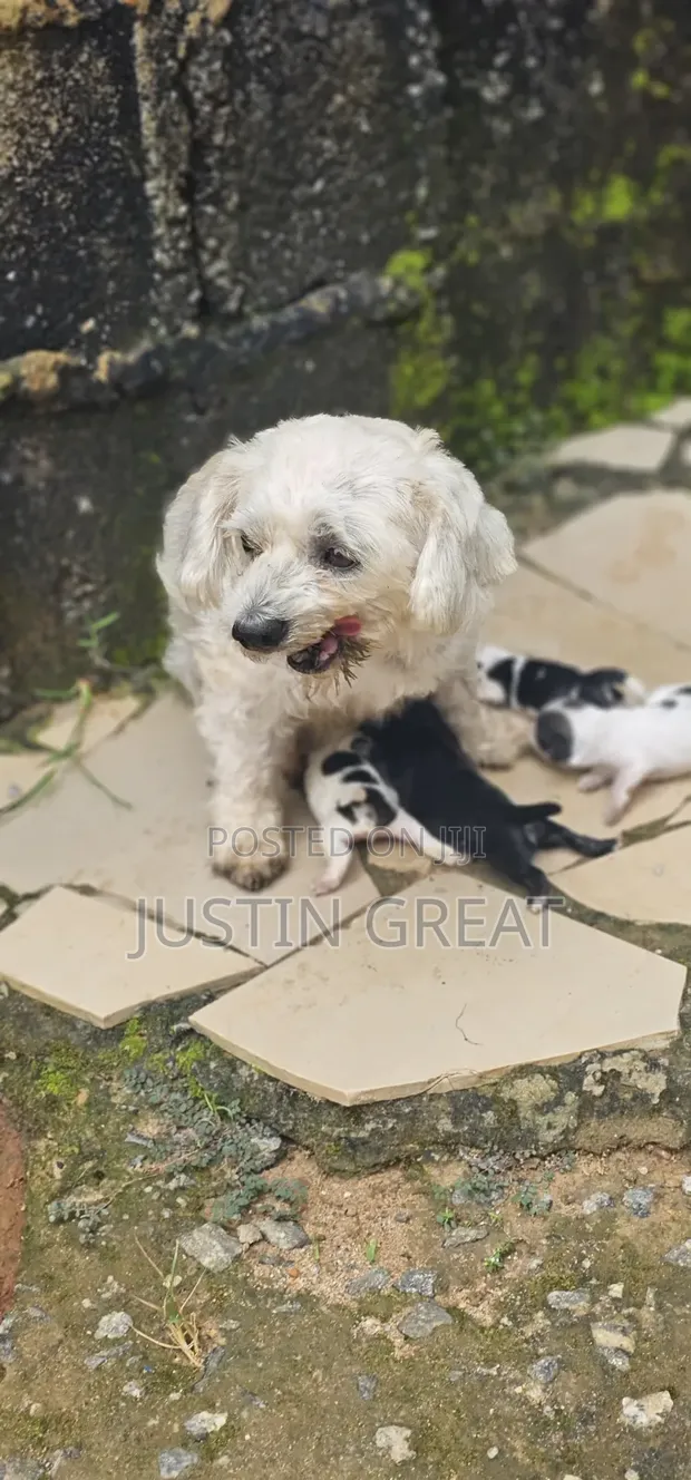 Yar Karamar Kare (0-1 Wata) - Gauraye irin na Lhasa Apso - 1