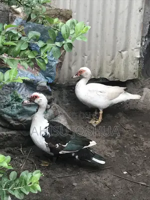 Eight Months Old Ducks for Sale