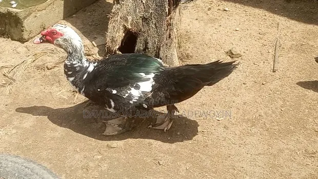 Maza Masu Girma na Alade Muscovy - 1