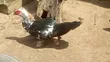 Maza Masu Girma na Alade Muscovy - 1